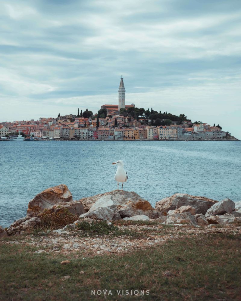 Seemöwe in Rovinj
