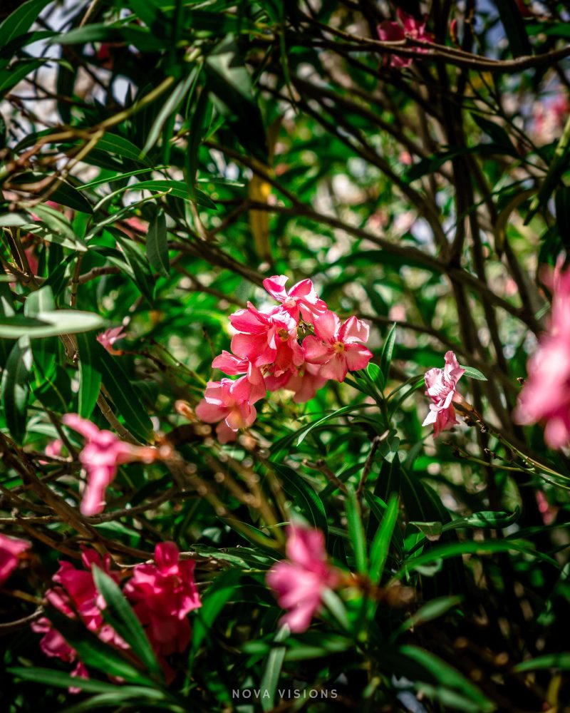 Wunderschöne Blumen an der Amalfiküste