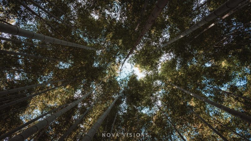 Bambusbäume im Garten des Enkōji Tempels