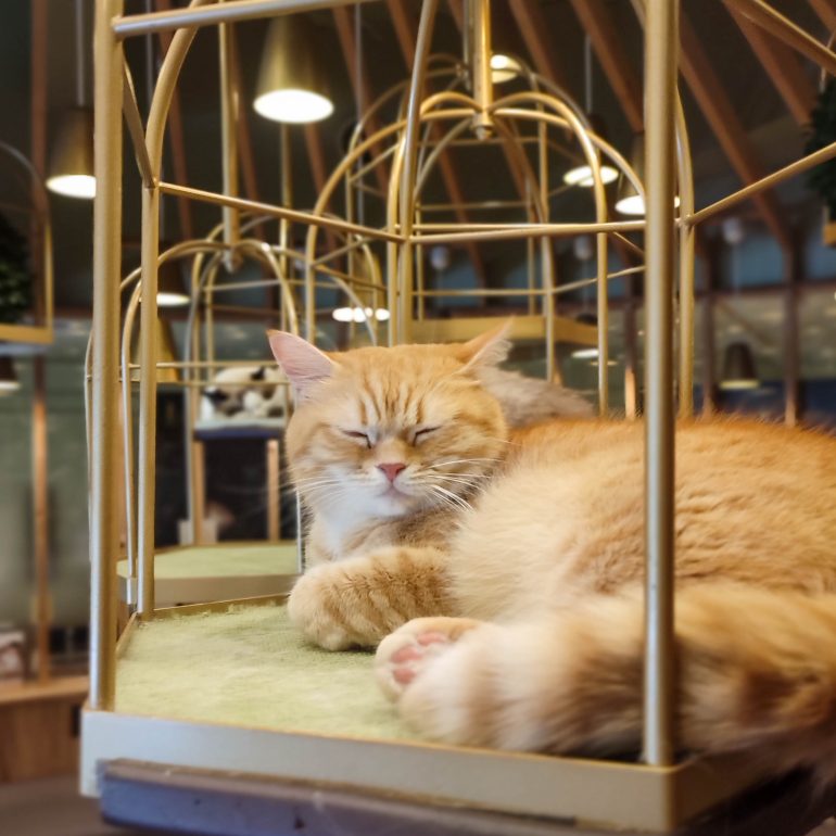 Katzencafé in Akihabara