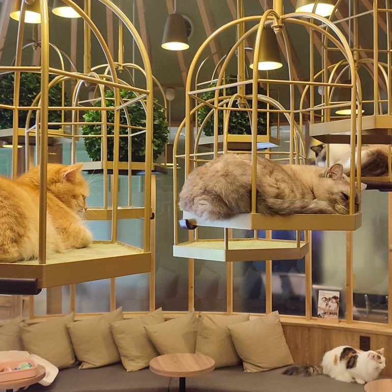 Katzencafé in Akihabara