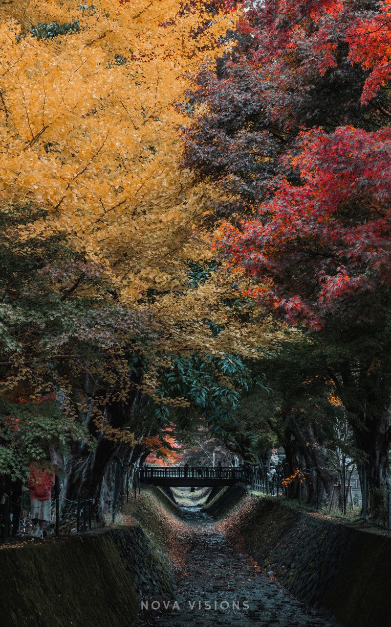 Der Maple Korridor am Kawaguchi-See