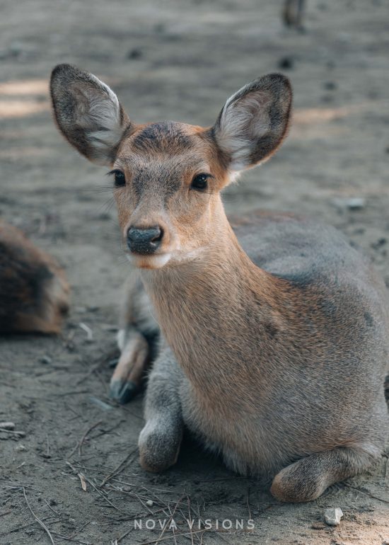 Eins der freilaufenden Rehe in Nara