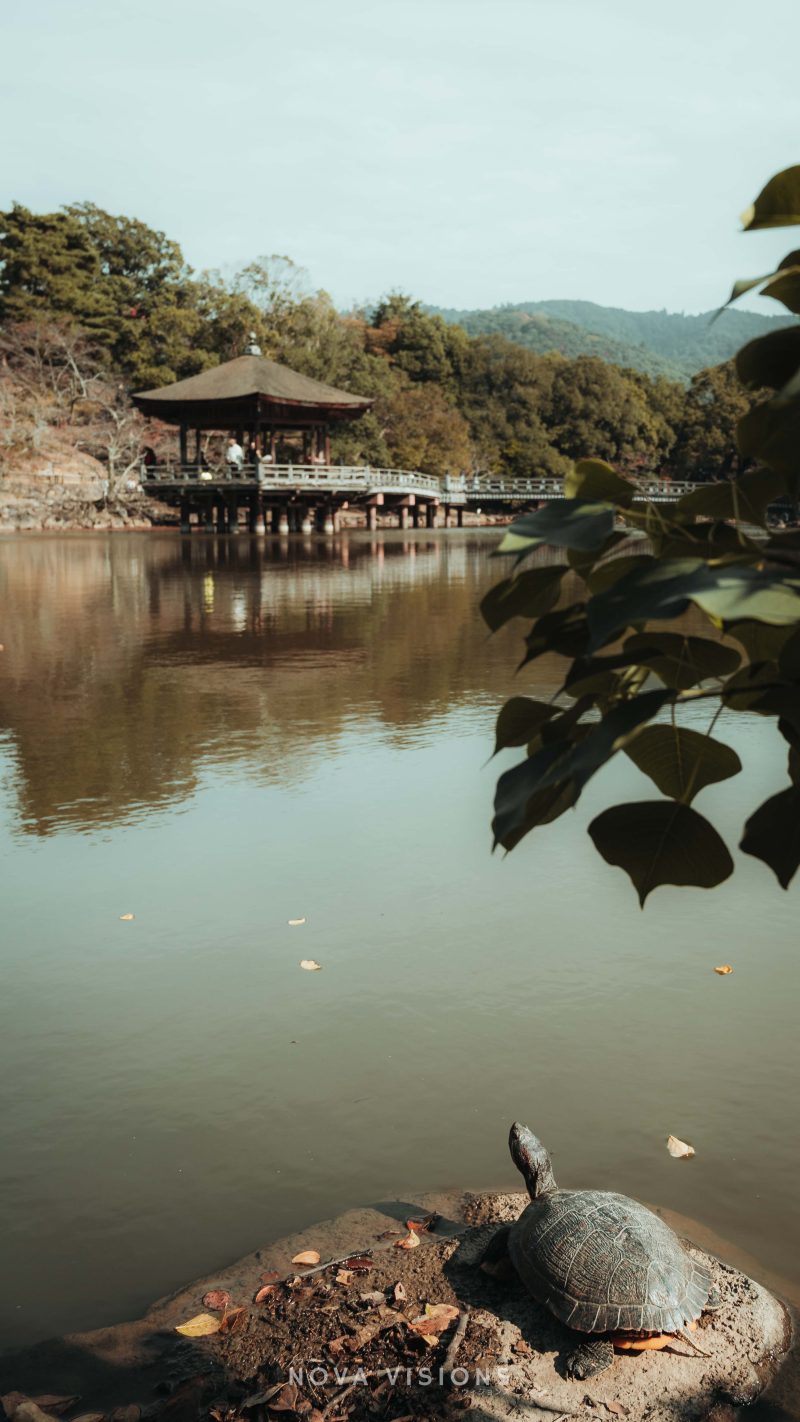 Schildkröte blickt auf den Ukimido Pavillon